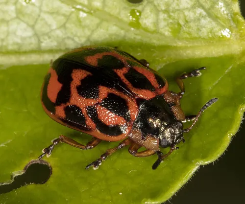 Chrysomela falsa - photo 3
