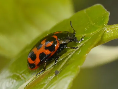 Chrysomela falsa - photo 5