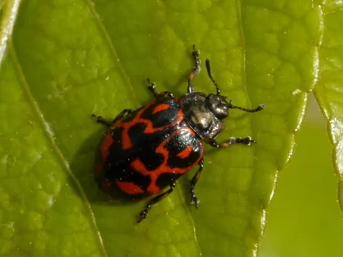Chrysomela falsa - photo 7