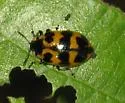 Alder Leaf Beetle - Chrysomela interrupta