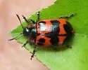 Alder Leaf Beetle - photo 2