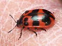 Alder Leaf Beetle - photo 3