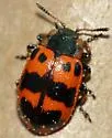 Alder Leaf Beetle - photo 4