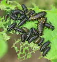 Alder Leaf Beetle - photo 5