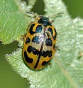 Chrysomela knabi