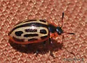 Chrysomela laurentia