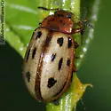 Chrysomela lineatopunctata