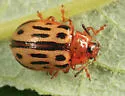 Chrysomela lineatopunctata - photo 2