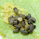 Chrysomela lineatopunctata - photo 3
