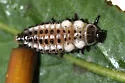 Chrysomela lineatopunctata - photo 4