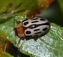 Chrysomela lineatopunctata - photo 5