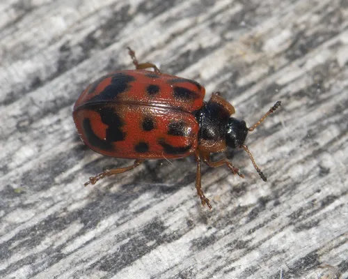 Chrysomela mainensis - photo 2