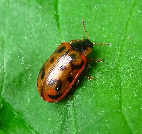Chrysomela mainensis - photo 3