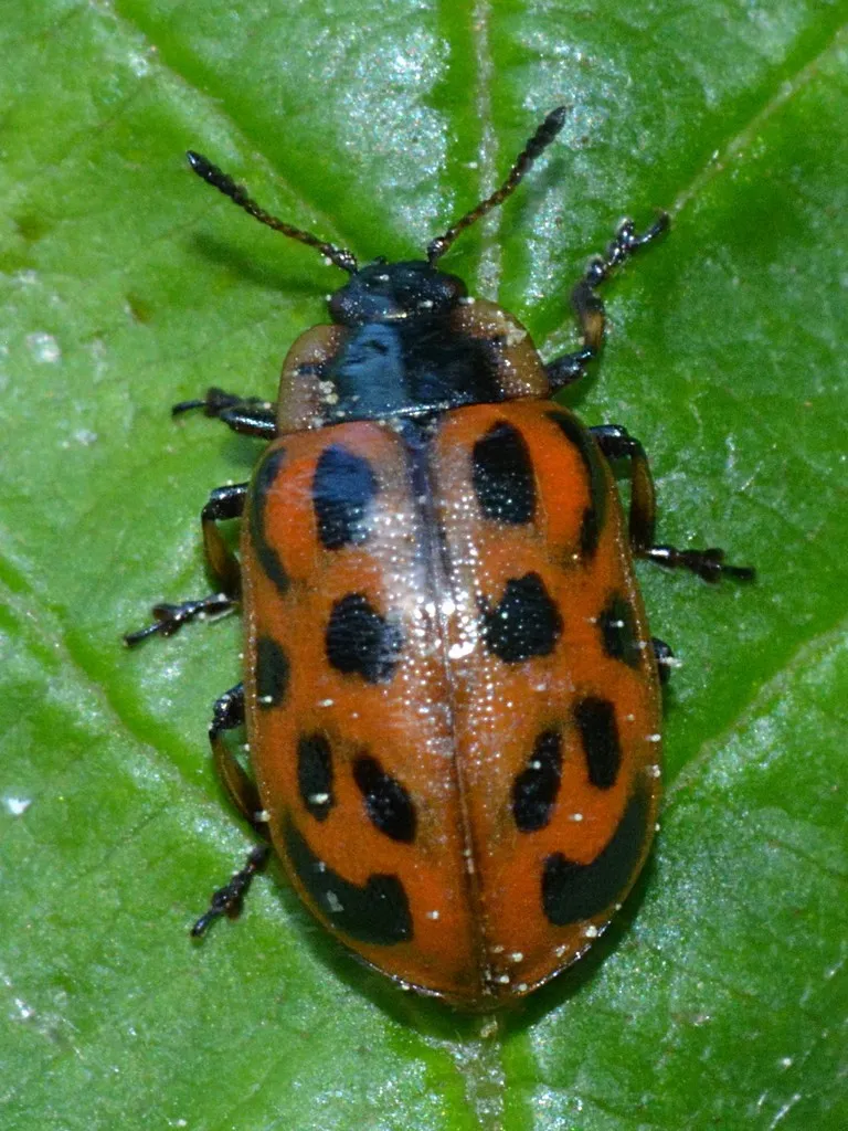 Chrysomela mainensis - photo 4