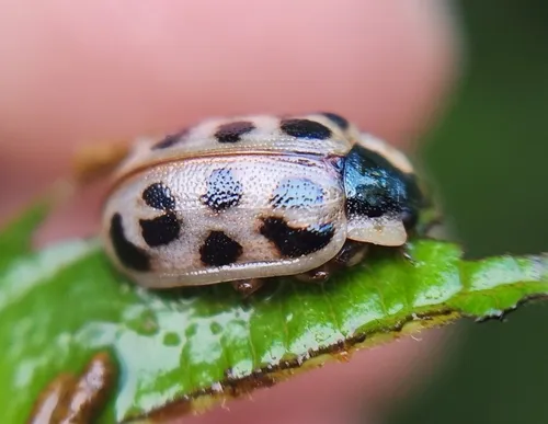 Chrysomela mainensis - photo 5