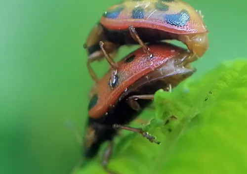 Chrysomela mainensis - photo 6
