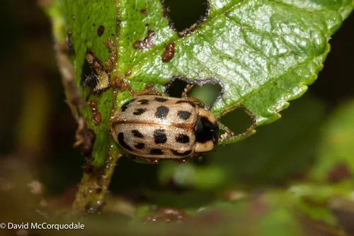 Chrysomela mainensis - photo 7