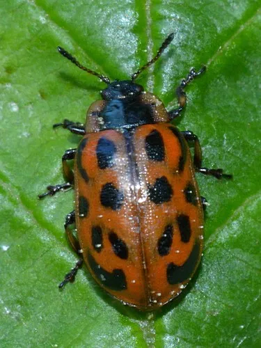 Chrysomela mainensis - photo 8