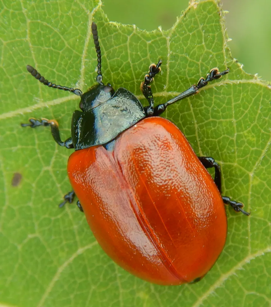 Poplar Leaf Beetle - photo 2