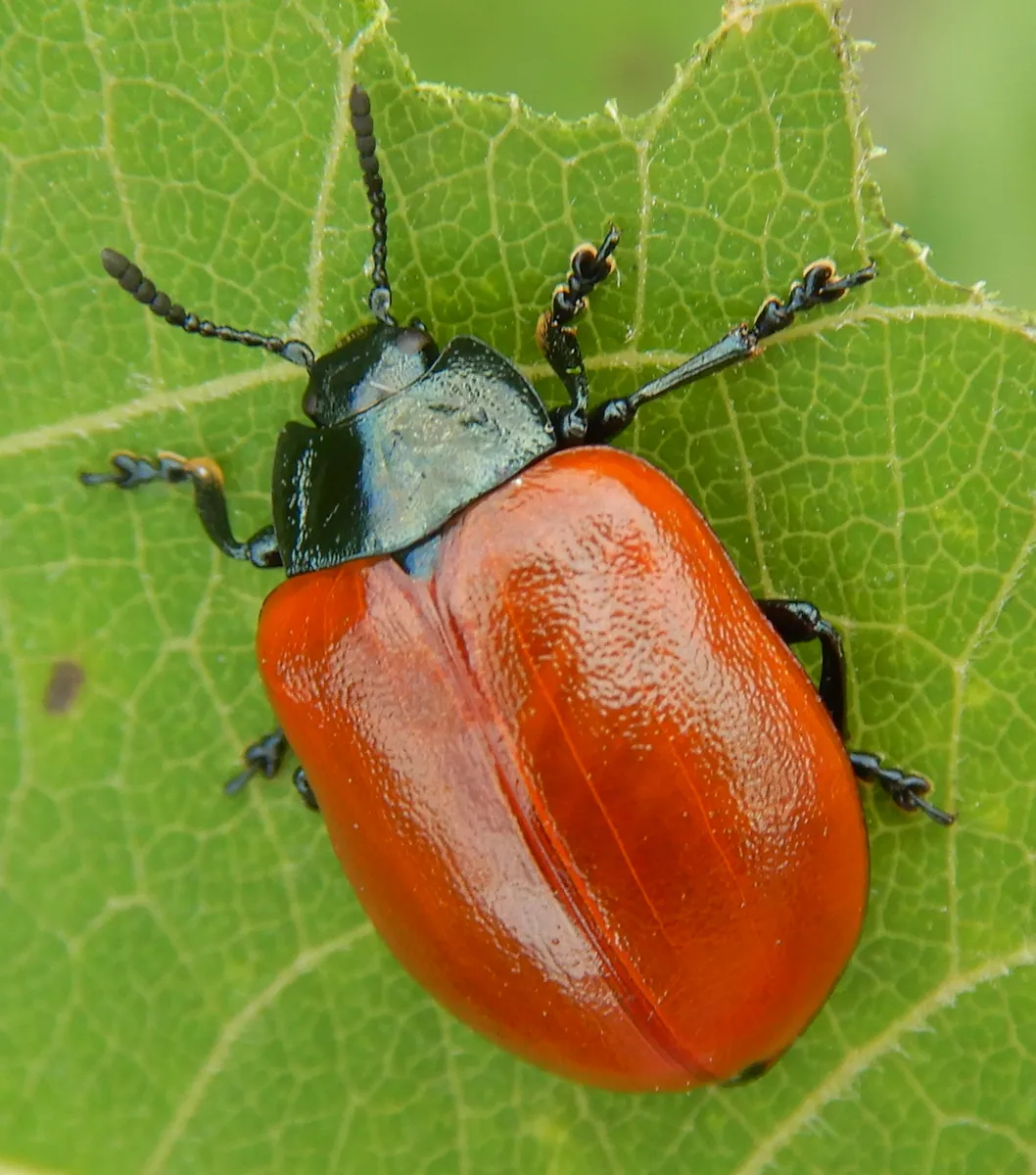 Poplar Leaf Beetle - photo 3