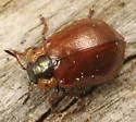 Chrysomela schaefferi - Chrysomela schaefferi