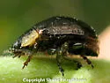 Chrysomela schaefferi - photo 2