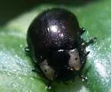 Chrysomela schaefferi - photo 3