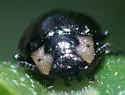 Chrysomela schaefferi - photo 4