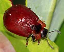 Chrysomela schaefferi - photo 5