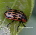 Chrysomela semota - Chrysomela semota