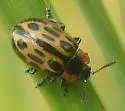 Chrysomela semota - photo 2