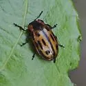 Chrysomela semota - photo 3