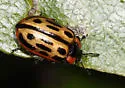 Chrysomela semota - photo 4
