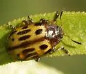 Chrysomela sonorae - photo 2