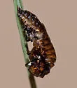 Chrysomela sonorae - photo 3