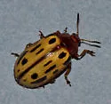 Chrysomela sonorae - photo 4