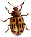 Chrysomela sonorae - photo 5