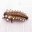 Chrysomela texana - Chrysomela texana