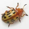 Chrysomela texana - photo 2
