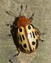 Chrysomela texana - photo 3