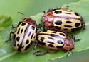 Chrysomela texana - photo 4
