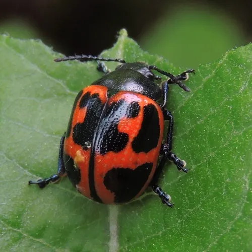 Leaf Beetles - photo 2