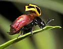 Chrysomelobia labidomerae
