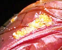 Chrysomelobia labidomerae - photo 2