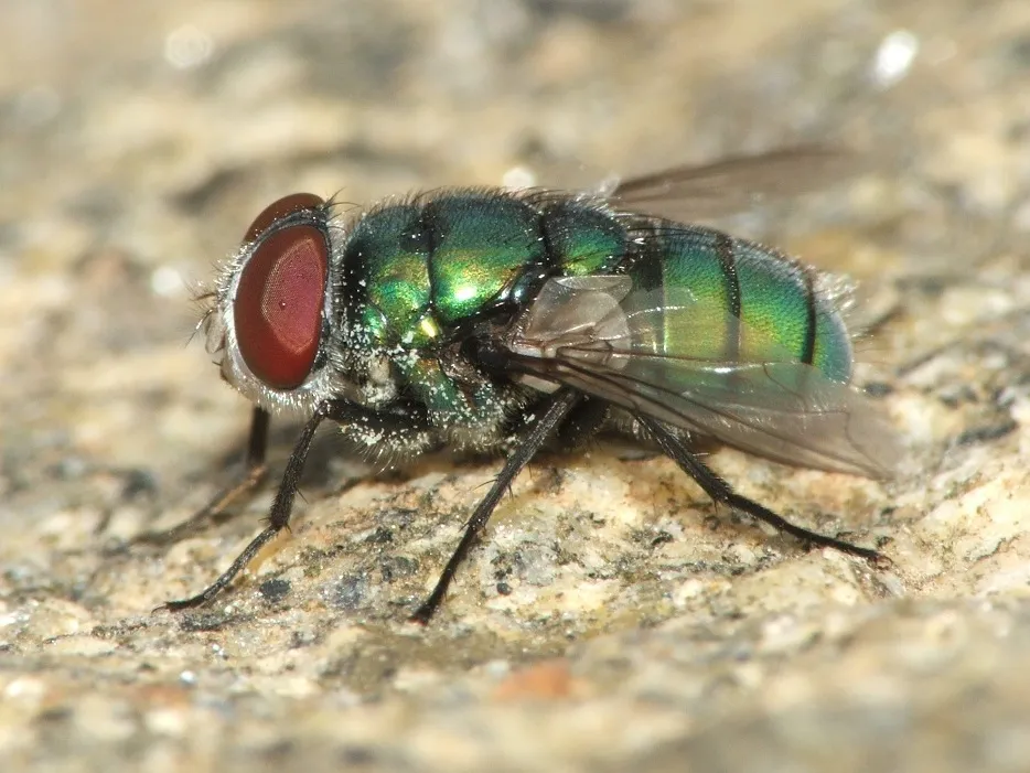 Banded Blowfly - photo 3