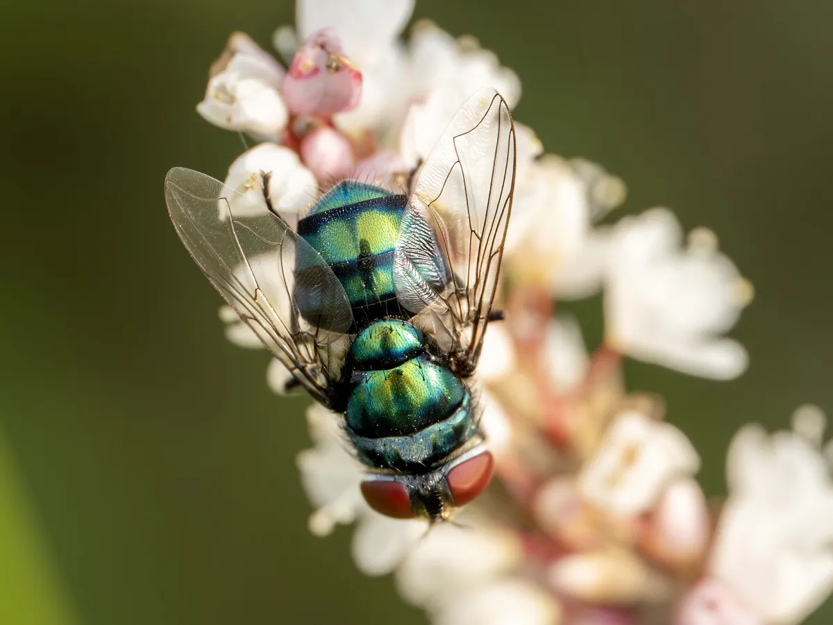 Hairy Maggot Blow Fly - photo 3