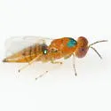 Chrysonotomyia auripunctata