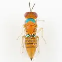 Chrysonotomyia auripunctata - photo 2