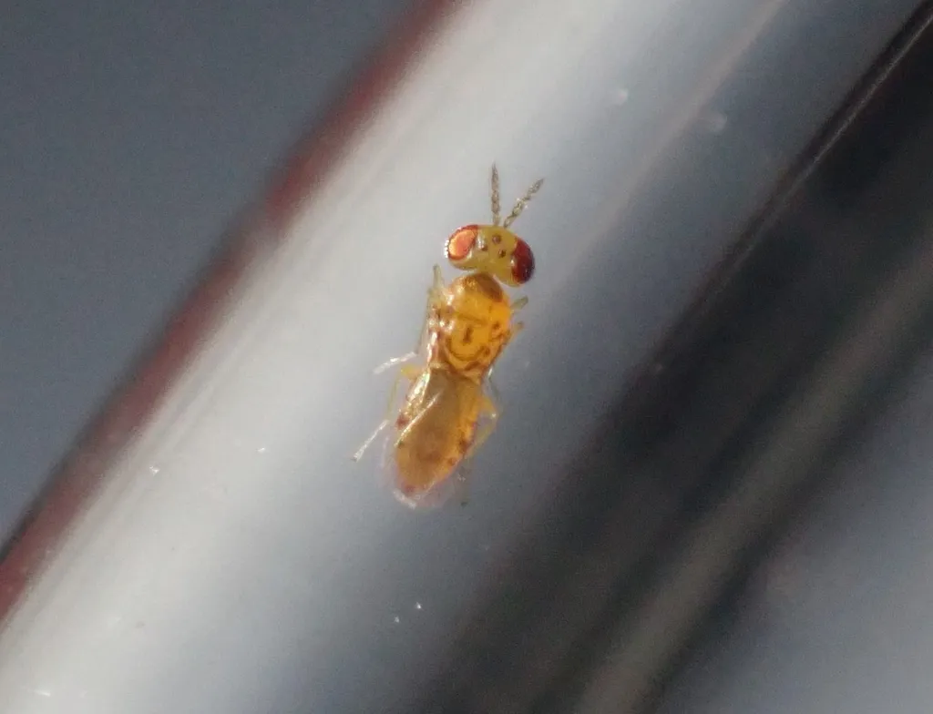 Chrysonotomyia susbelli - photo 2