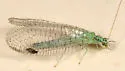 X-marked Green Lacewing